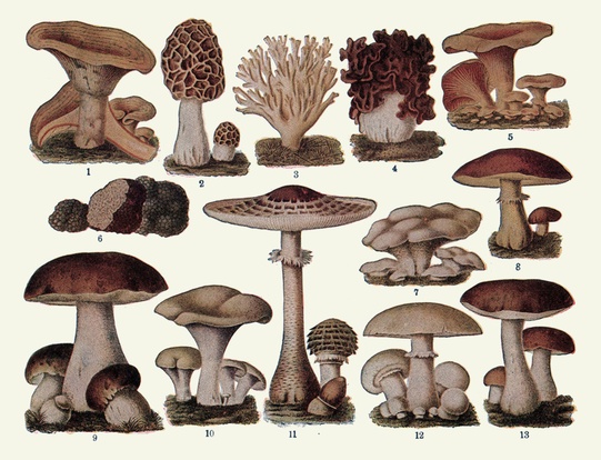 Camden mushroom farm